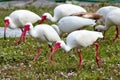 White Ibises Royalty Free Stock Photo