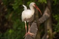 Three American white ibises in Aventura Waterway in Miami, Florida