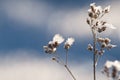 White ice crystals on plant in bright sunlight. Macro photography of ice crystal texture. Royalty Free Stock Photo