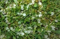 White ice hail on the green grass in summer