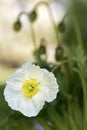 White Iceland poppy Royalty Free Stock Photo