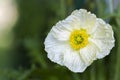 White Iceland poppy Royalty Free Stock Photo