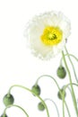 White Iceland poppy (Papaver nudicaule)