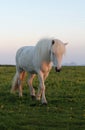 White Icelandic horse against the blue sky at sunset in Iceland.