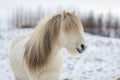 White Icelandic horse with the most beautiful mane as if it had just been styled