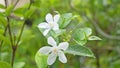 White Inda flowers Wringhtia antidysenterica or Snowflake, Milky way, Winter cherry tree, with raindrops on flowers and leaves