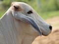 A white Indian cow