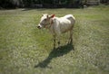 White Indian cow standing on the meadow under bright sunlight Royalty Free Stock Photo