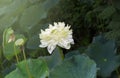 White Indian Lotus blossom with green leaf ,lotus pods and seed. Royalty Free Stock Photo