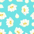 White Indian lotus on Blue Background.