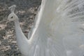 White Indian Peacock