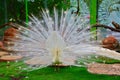 White Indian Peacock at Batu Secret Zoo