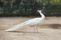 White indian peacock pheasant on soil ground Royalty Free Stock Photo