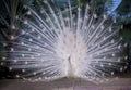 White indian peacock showing beautiful fan tail and dancing on g