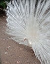 White Indian Peafowl or White Peacock Display Dance with Wings