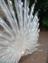 White Indian Peafowl or White Peacock Display Dance with Wings