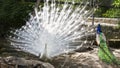 White and Indian peafowls (Pavo cristatus)