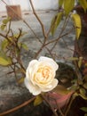 White indian Rose flower at home