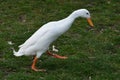 White Indian Runner Duck (Anas Platyrhynchos Domesticus)