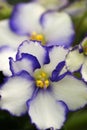 White and Indigo African Violet Royalty Free Stock Photo