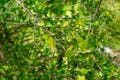 White indigoberry Randia aculeata green fruit closeup - Davie, Florida, USA