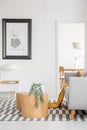 White industrial lamp on console table in bright living room interior with plants and grey comfortable sofa