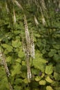 Actaea racemosa var. cordifolia Royalty Free Stock Photo