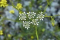 Bifora radians in bloom Royalty Free Stock Photo