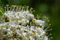 White inflorescence of on a branch of a plant called Viburnum lantana Aureum close-up