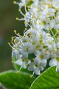White inflorescence of on a branch of a plant called Viburnum lantana Aureum close-up