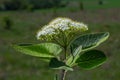 White inflorescence of on a branch of a plant called Viburnum lantana Aureum close-up