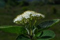 White inflorescence of on a branch of a plant called Viburnum lantana Aureum close-up