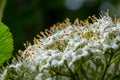 White inflorescence of on a branch of a plant called Viburnum lantana Aureum close-up