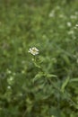 Calepina irregularis in bloom