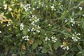 Calepina irregularis in bloom Royalty Free Stock Photo