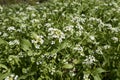 Calepina irregularis plant in bloom