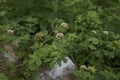 Dorycnium rectium in bloom