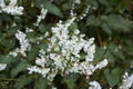 Fallopia baldschuanica white blossom
