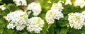 White inflorescence of hydrangea nature background Royalty Free Stock Photo