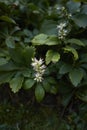 White inflorescence of Pachysandra terminalis Royalty Free Stock Photo