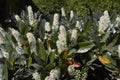 Prunus laurocerasus Otto Luyken shrub in bloom Royalty Free Stock Photo