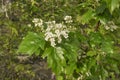 Sorbus torminalis shrub in bloom