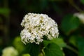 A white inflorescence of unusual flowers. Royalty Free Stock Photo