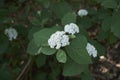 White inflorescence of Viburnum lantana shrub