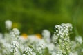 White inflorescences of alyssum flowers