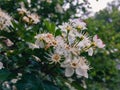 White inflorescences of hawthorn lat. Crataegus.