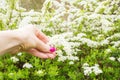 white inflorescences of spiraea arguta in the girl& x27;s hand on sunny spring day Royalty Free Stock Photo