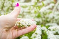 white inflorescences of spiraea arguta in the girl& x27;s hand on sunny spring day