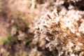 White Innocent Airy Limonium sea lavender, statice, caspia, marsh rosemary Flowers, Natural Wildflower Background. Florist,