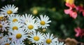 White, innocent daisies / marguerite flowers in spring